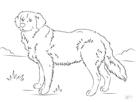 440x330 Labrador Retriever Coloring Pages