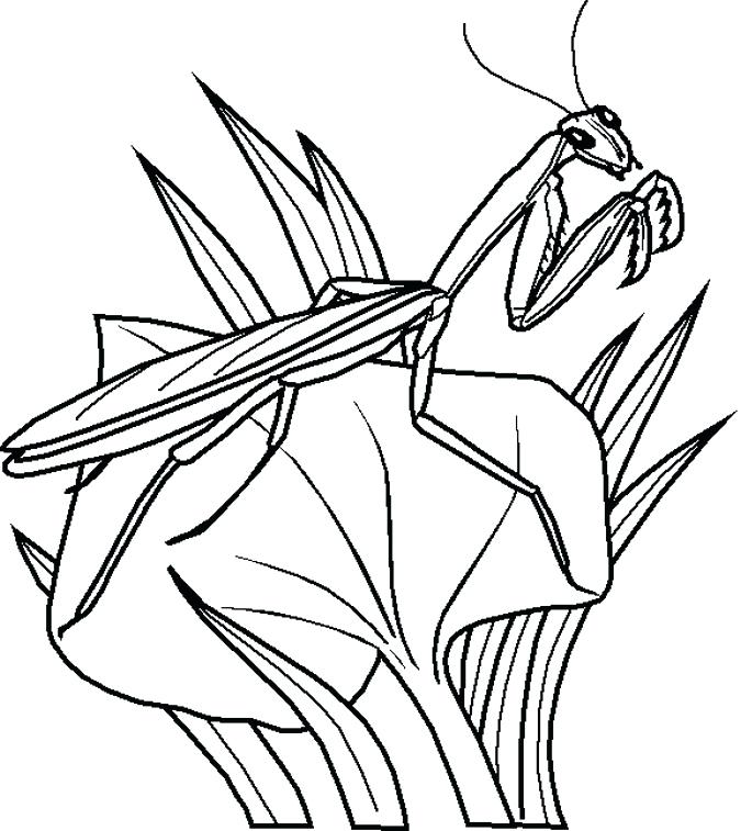 675x757 Coloring Pages Of Bugs Bugs Bunny Coloring Page Ladybug Girl
