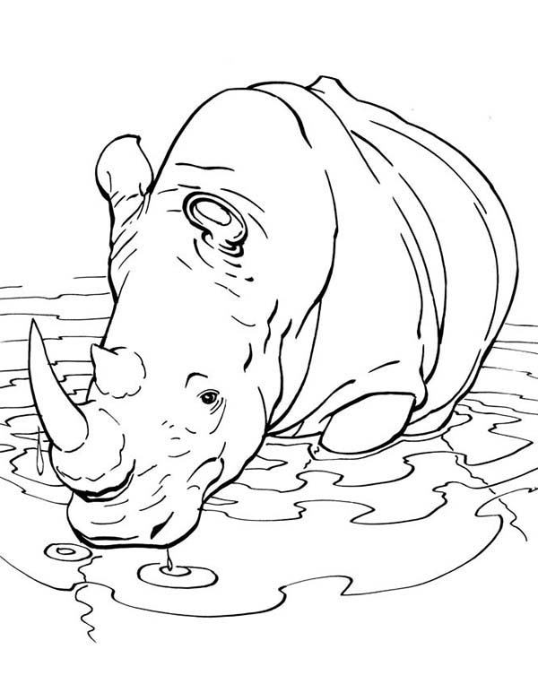 600x763 Rhino Into The Lake Coloring Pages Batch Coloring