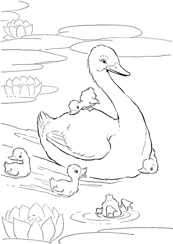 580x816 Family Of Ducks Playing In The Lake Coloring Pages Kids Coloring