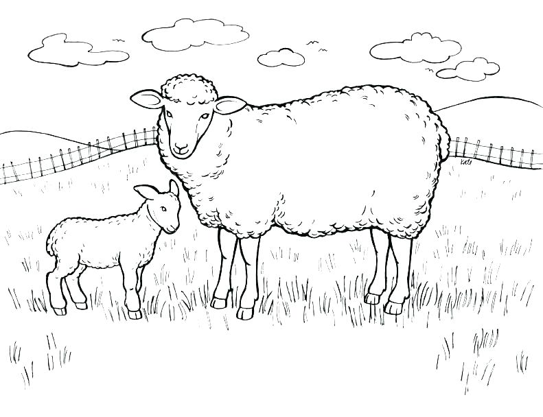 791x608 Lion Lamb Coloring Page Professional