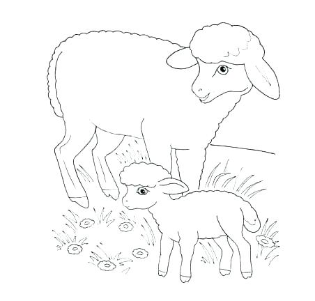 452x432 Coloring Page Lamb Awesome Black Sheep Coloring Pages For Baa