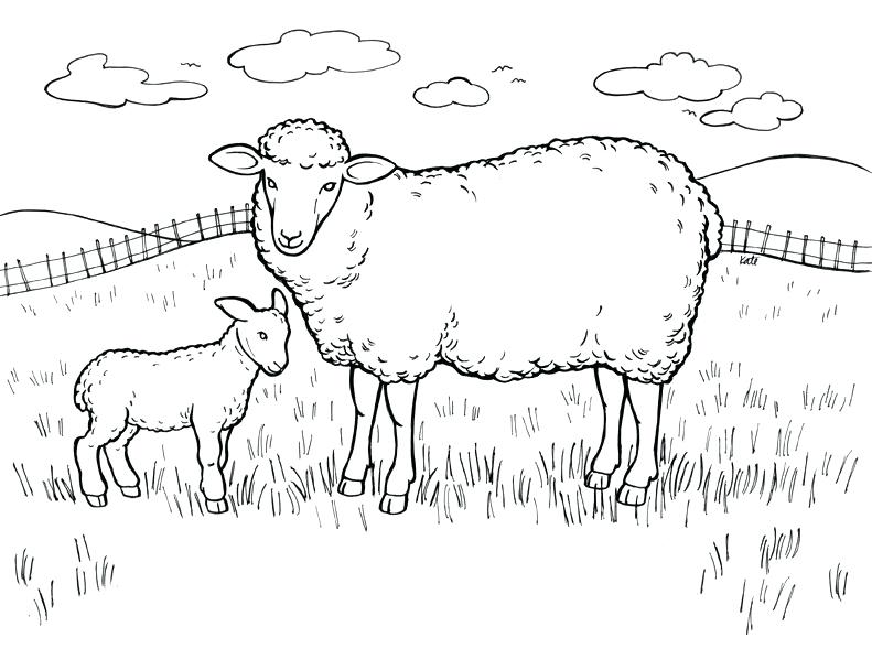 791x608 Fresh Lamb Coloring Page Or Coloring Page Lamb Pages Cute Small