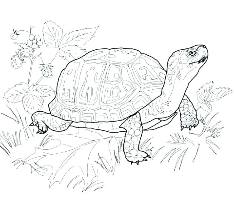 750x659 Pond Animals Coloring Pages Pond Coloring Page Plants Coloring