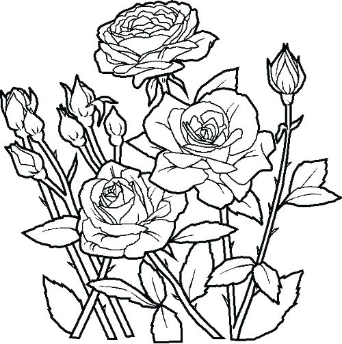 500x503 Flower Pot Coloring Pages Flower Coloring Pages Free Printable
