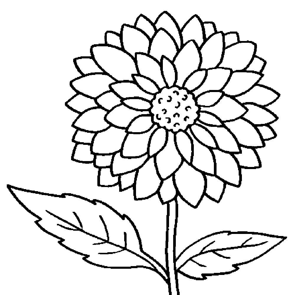 1000x1000 Incredible Big Flower Coloring Sheet Pics Of Large Pages Styles