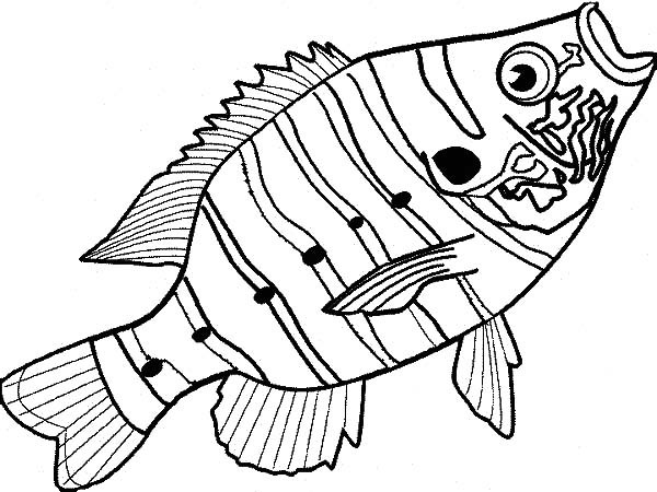 600x450 Delicious Bass Fish Coloring Pages Best Place To Color