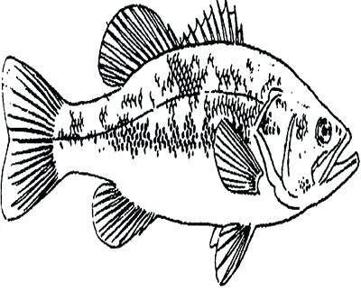 400x322 Bass Fish Coloring Pages