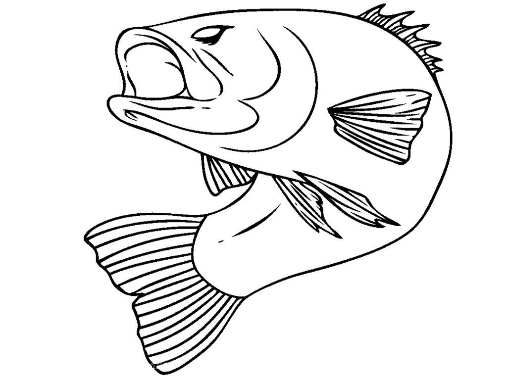 1024x768 Bass Fish Realistic Fish Fish Birthdays And Bass