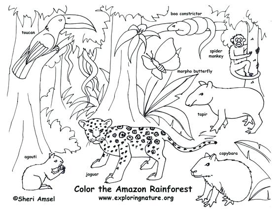 564x432 Rainforest Coloring Page Amazon Coloring Page Free Download