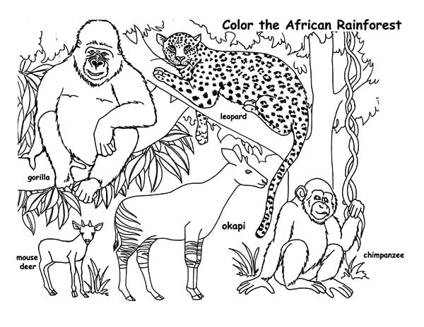 600x464 Rainforest Coloring Page Drawn Jungle Tropical Rainforest
