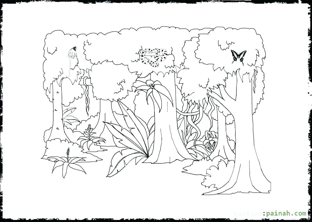 1024x728 Rainforest Layers Coloring Page