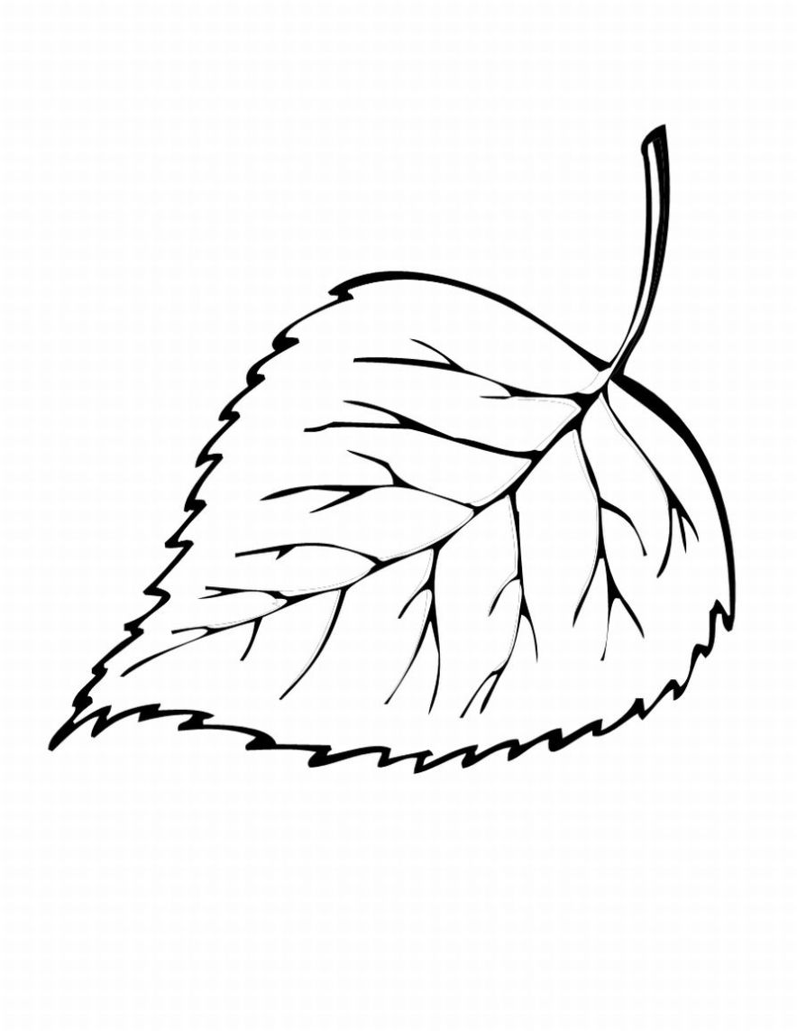 884x1143 Free Printable Leaf Coloring Pages For Kids Leaves, Free