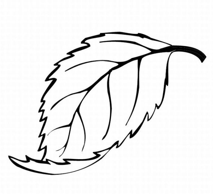 700x636 Oak Leaf Coloring Pages