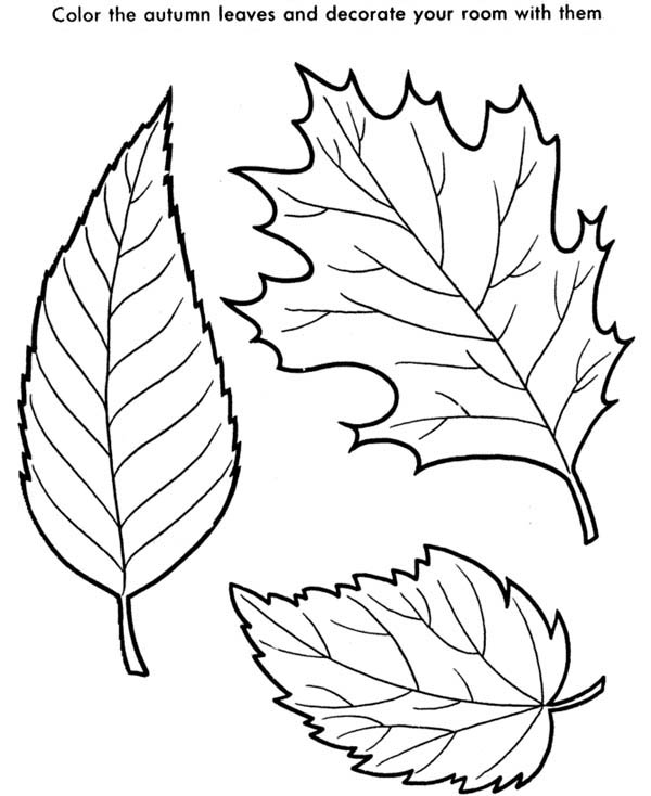 600x734 Pictures Of Leaves To Color Free Coloring Pages Of Leaves
