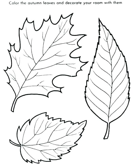 550x672 Leaf Coloring Page Big And Small Colori Pages Big Fall Leaves