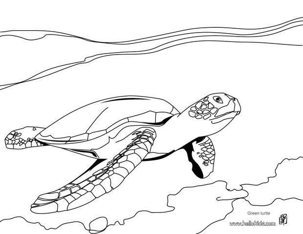 620x480 Leatherback Turtle Coloring Pages