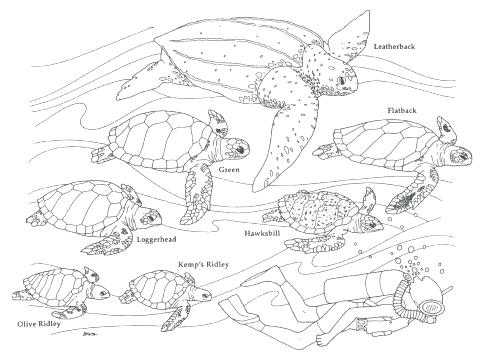 480x360 Lovely Sea Turtle Coloring Page And Cool Coloring Sheets On Sea
