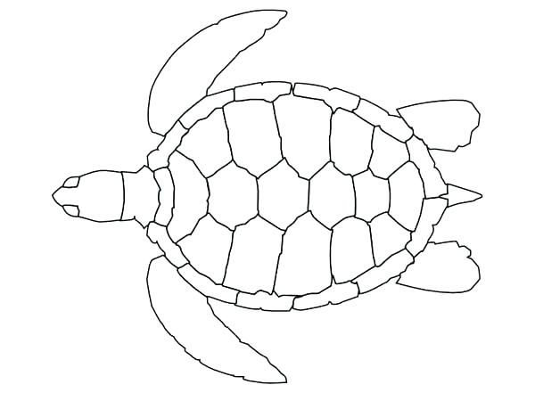 600x450 Sea Turtle Coloring Page Packed With Drawing Of A Turtle Visiting