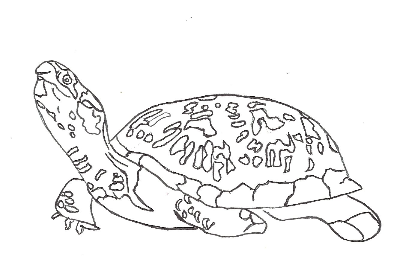 1334x896 Sea Turtle Coloring Pages