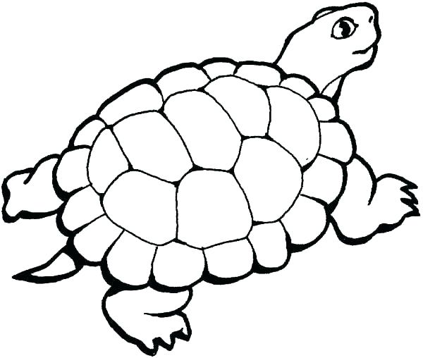 600x508 Baby Sea Turtle Coloring Pages Kids Coloring Turtle Coloring Pages