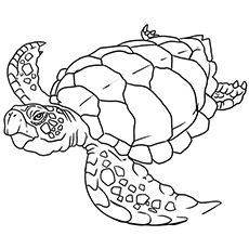 230x230 Top Free Printable Cute Sea Turtle Coloring Pages Online