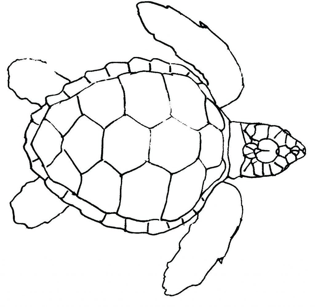 1024x997 Coloring Pages Sea Turtle Coloring Page Pages For Kids Green