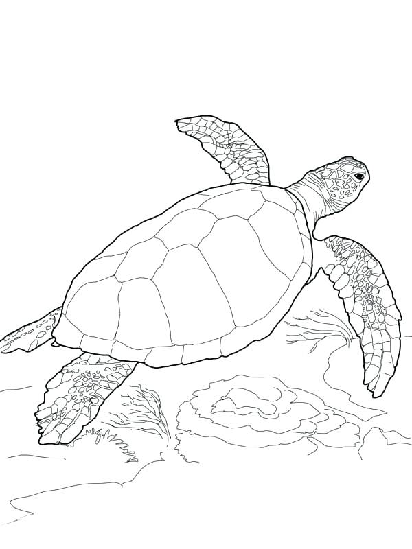 600x800 Sea Turtle Coloring Page