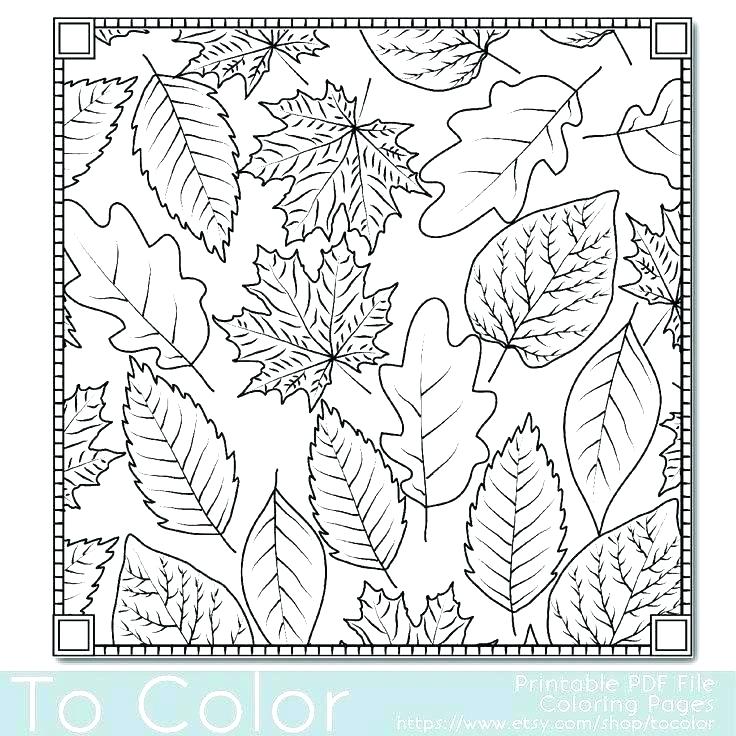 736x736 Leaf Coloring Pages Printable Leaves Coloring Pages Maple And Oak