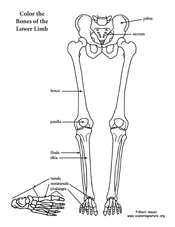 612x792 Lower Limb