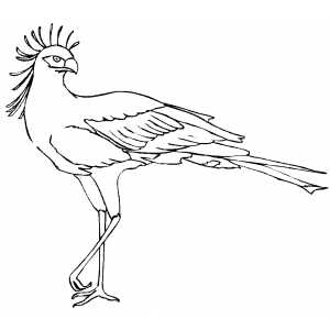 300x300 Secretary Bird On One Leg Coloring Page