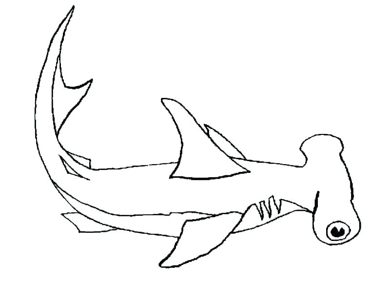 800x577 Great White Shark Coloring Pages Great White Shark Drawings