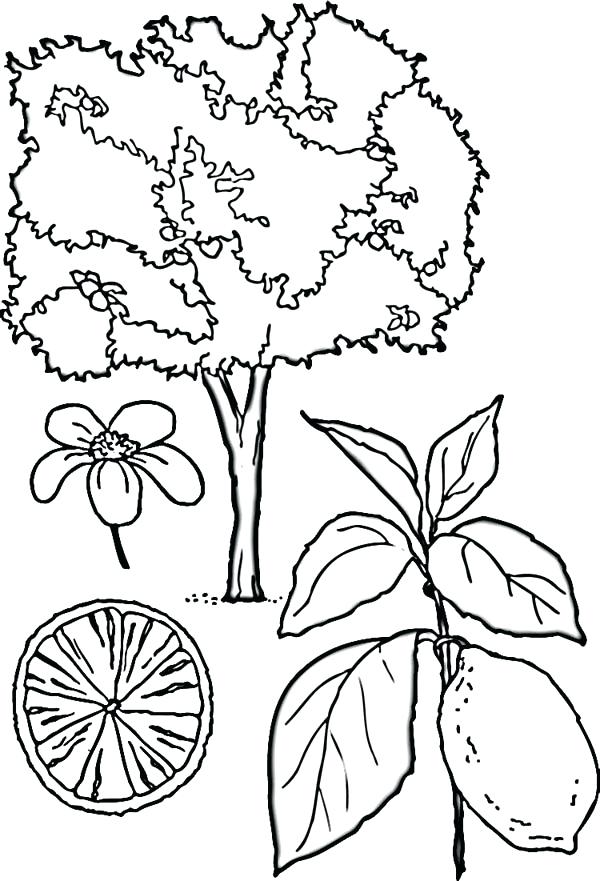 600x881 Lemon Coloring Page Lemon Tree Coloring Page Lemon Shark Coloring