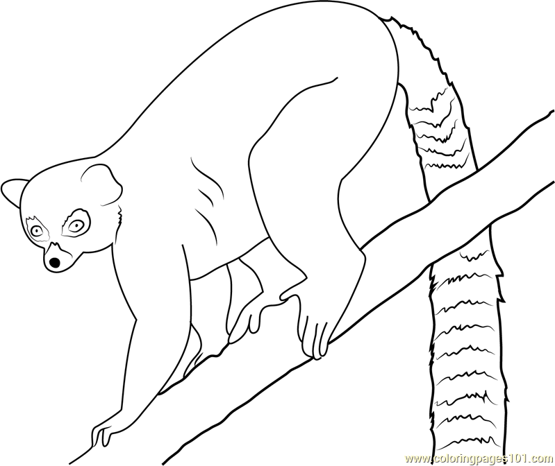 799x672 Lemur Coloring Page