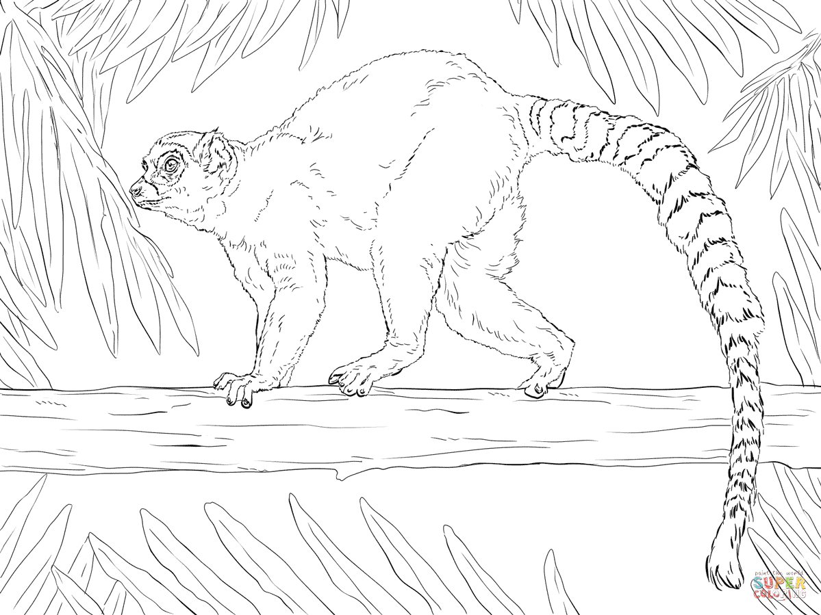 1199x899 Ring Tailed Lemur Coloring Page