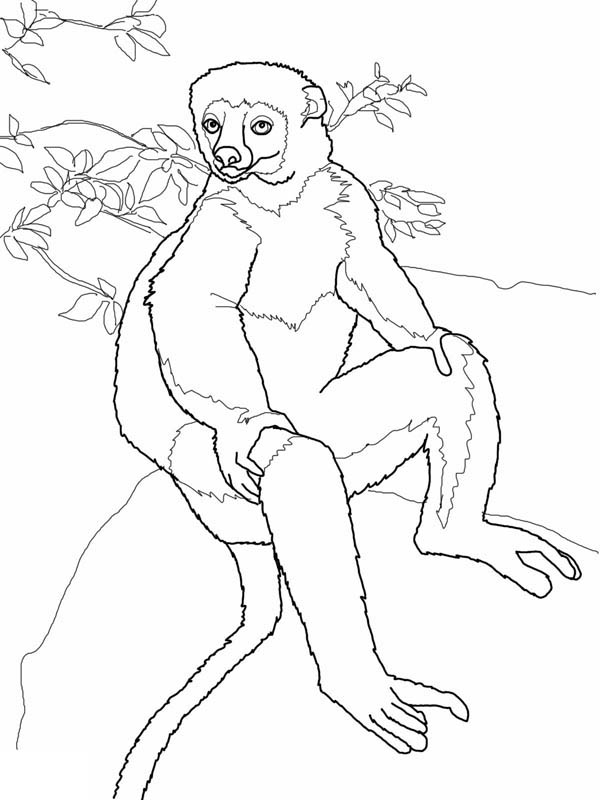 600x800 Sifaka Lemur Coloring Page Color Luna