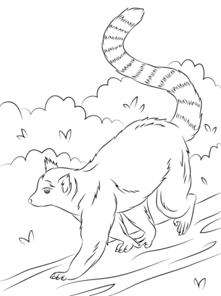 321x430 Cute Ring Tailed Lemur Coloring Page Education