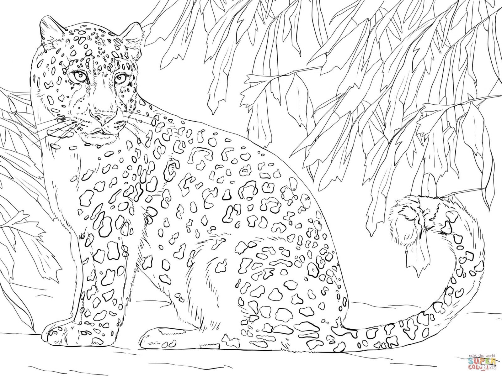 1600x1200 New Snow Leopard Coloring Pages Download