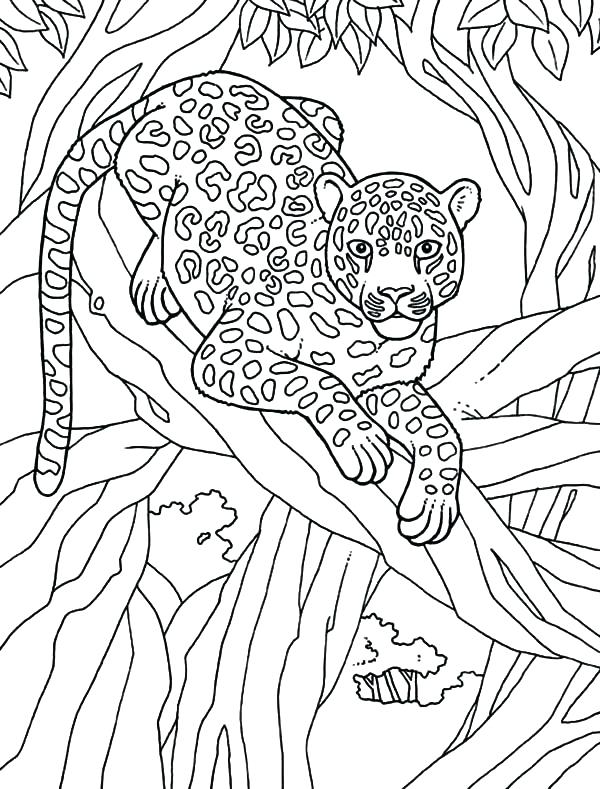 600x789 Snow Color Pages Snow Color Pages Snow Leopard Coloring Page Snow