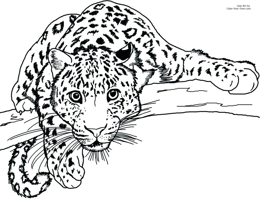 878x674 Snow Leopard Coloring Pages Leopard Coloring Page Enchanting Gecko