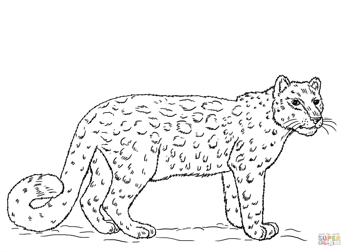 1186x862 Snow Leopards Coloring Pages Free Coloring For Kids