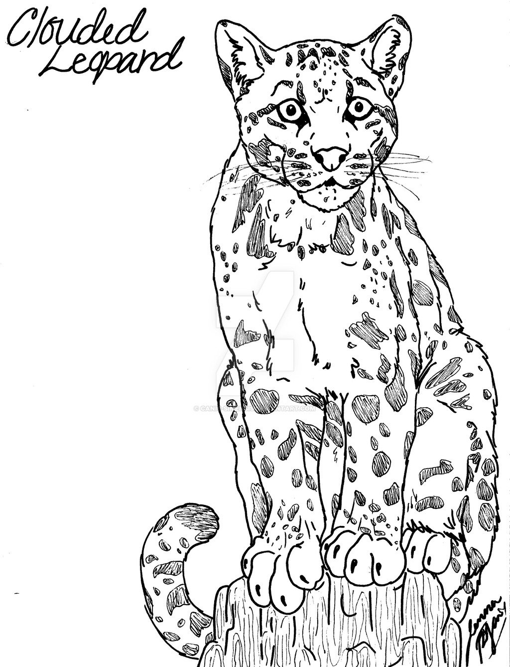 1024x1338 Unique Leopard Page To Color Collection Printable Coloring Sheet
