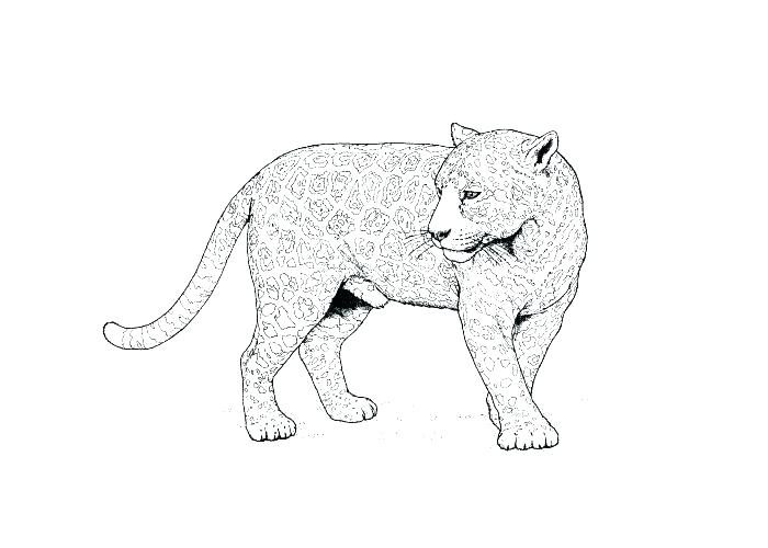 700x500 Gecko Coloring Page Leopard Gecko Coloring Pages Leopard Pictures