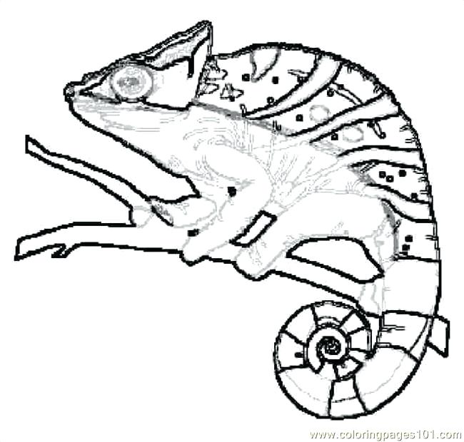 650x620 Gecko Coloring Page Trend Gecko Coloring Pages About Remodel
