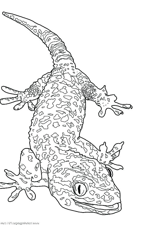 600x927 Gecko Coloring Pages Coloring Pages Collections For Kids Leopard
