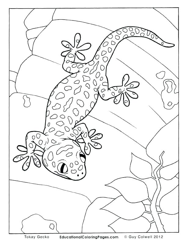612x792 Gecko Coloring Pages Leopard Gecko Coloring Page Leopard Gecko