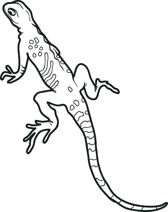 556x700 Gecko Coloring Pages Leopard Gecko Coloring Sheets Gecko Coloring