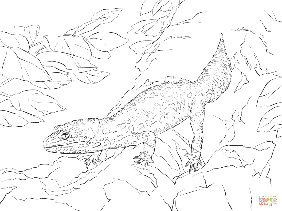 1200x900 Leopard Gecko Coloring Pages