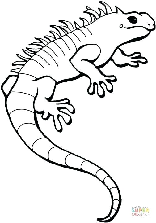 505x720 Leopard Gecko Coloring Pages Crested Gecko Coloring Pages Ideas