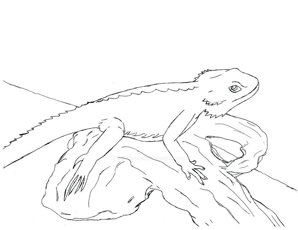 1024x791 Leopard Gecko Drawing